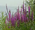 purple loosestrife