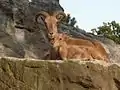 Barbary sheep at Tierpark Hagenbeck, Hamburg, Germany