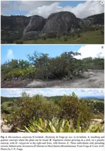 Merianthera calyptrata pictured in habitat