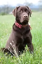 labrador retriever with a brown coat.