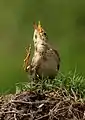 Paddyfield pipit, taken at Basai wetlands, Haryana