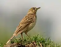 Paddyfield pipit, taken at Basai wetlands, Haryana