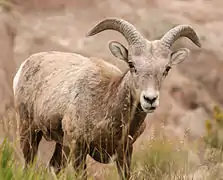 Bighorn sheep