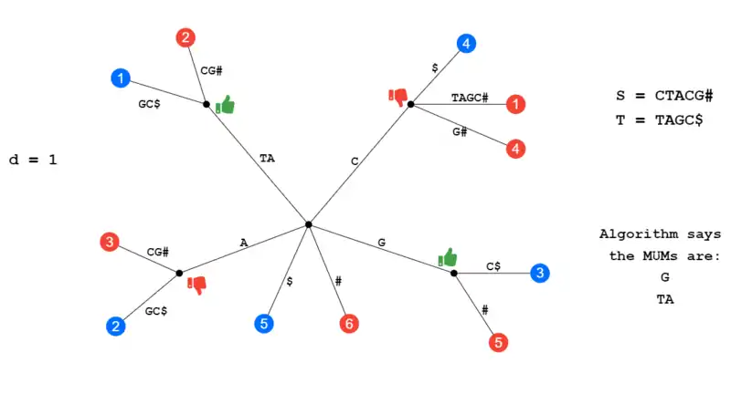 MUM identification using a suffix tree