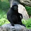 Juvenile celebes crested macaque at the Buffalo Zoo in Buffalo, New York