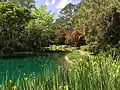 Yellow iris and red Japanese maple around the pond