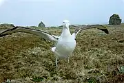 Wandering albatross