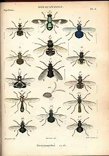 A plate from Histoire naturelle des insectes. Dipteres