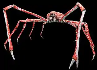 The Japanese spider crab has the longest leg span of any arthropod, reaching 5.5 metres (18 ft) from claw to claw.