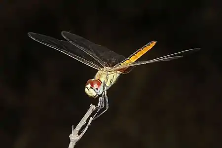 Macrodiplax cora female