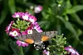 Macroglossum stellatarum hovering at Verbena