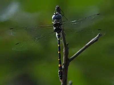 male