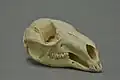 skull