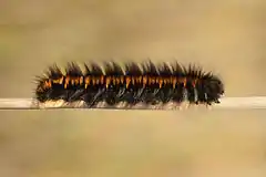 Caterpillar