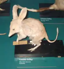 Brown bilby