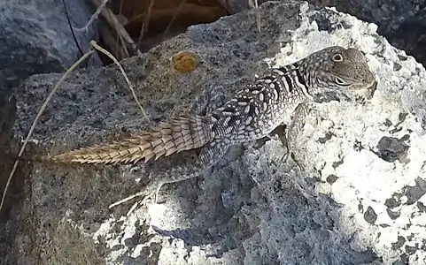 At Tsimanampetsotsa National Park, showing a false eye on top of head