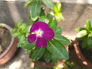 Purple Catharanthus roseus