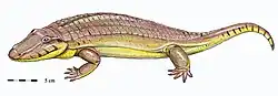 Madygenerpeton, a Triassic chroniosuchian