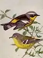 Magnolia warbler, from The Warblers of North America (National Geographic, 1917)