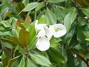 Southern magnolia foliage and flower