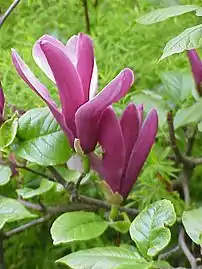 Magnolia (common)