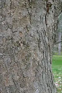 Trunk bark with woodpecker holes