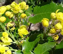 Flowers and buds of Mahonia aquifolium