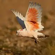 In flight