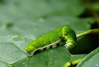 Larva