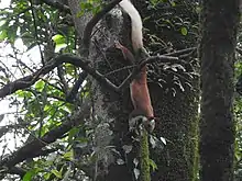 Malabar Giant Squirrel at Matheran