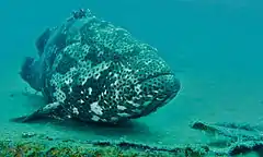 Epinephelus malabaricus from Sabah, Malaysia