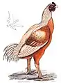 Malabar cock