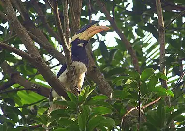 At Kumta, Karnataka