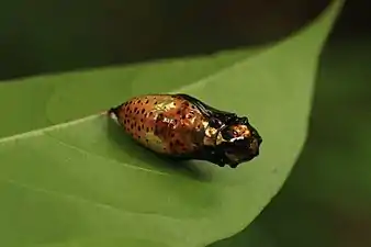 Malabar tree nymph pupa, Udupi