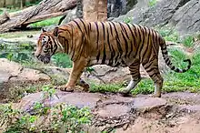 A Malayan tiger at  a zoo.