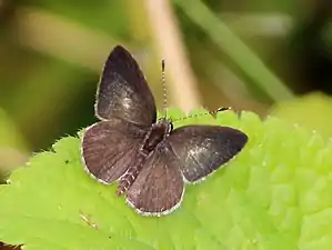 Dorsal view