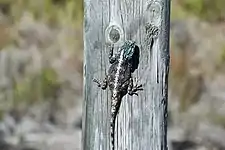 A male Agama atra in breeding season.