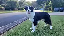 Male Border Collie