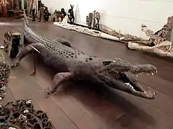 A male crocodile specimen on display at the Asmat Museum of Culture and Progress