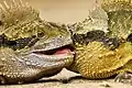 Two male Australian eastern water dragons (Intellagama lesueurii lesueurii ) fighting.