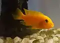 A male kenyi cichlid (M.Lombardoi) in an aquarium