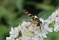 Male long hoverfly, Sphaerophoria scripta