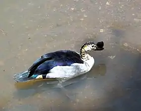 Male knob-billed duck at Austin Roberts Bird Sanctuary in Pretoria, South Africa