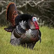 Meleagris gallopavo, 'wild turkey'