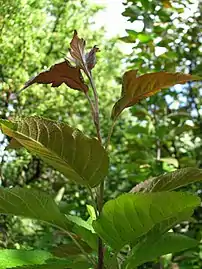 Leaf undersides