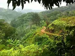 Unpaved road in the mountains of Mameyes Arriba