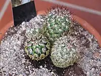 Mammillaria microhelia