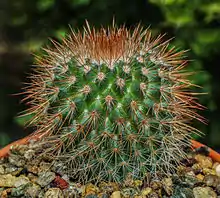 Mammillaria spinosissima