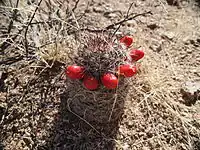 Mammillaria tetrancistra