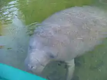 Photo of manatee next to kayak